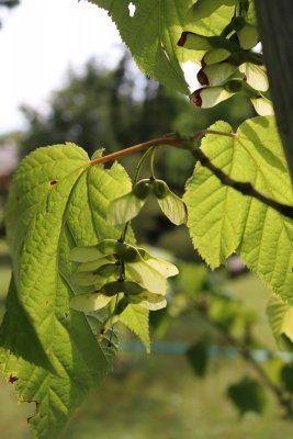 Acer pennsylvanicum - javor pensylvánský - dvounažky